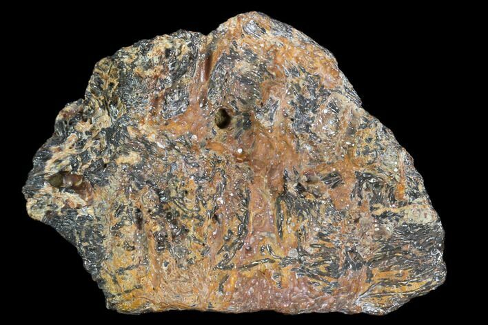 Partial Ankylosaur Scute (Armor Plate) - Aguja Formation, Texas #116638
